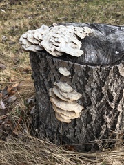 Trametes versicolor image