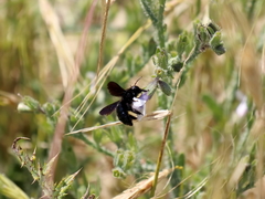 Xylocopa iris