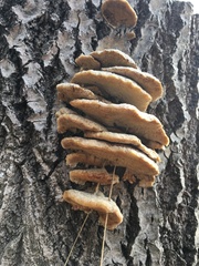 Trametes versicolor image