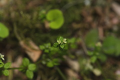 Galium propinquum