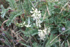 Astragalus nuttallii