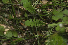Leptinella squalida squalida
