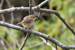 Cisticola chiniana