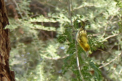 Ploceus cucullatus