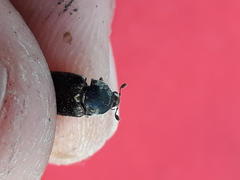 Dermestes frischii