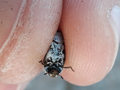 Dermestes frischii