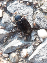 Dermestes frischii