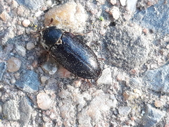 Dermestes frischii
