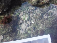 Lithophyllum incrustans