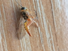 Xyeloidea