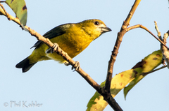 Euphonia chrysopasta