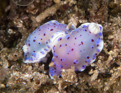 Goniobranchus thompsoni