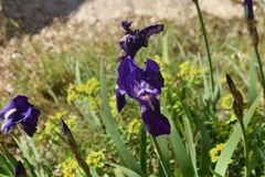 Iris pallida illyrica