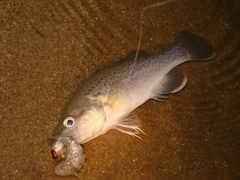 Maccullochella macquariensis