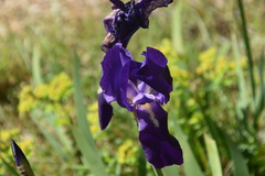 Iris pallida illyrica