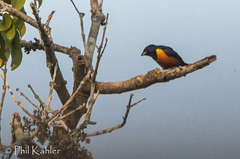 Euphonia rufiventris