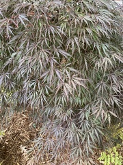 Acer
