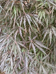 Acer