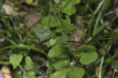 Leptinella squalida squalida