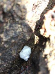 Lissachatina fulica