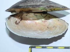 Sinanodonta woodiana