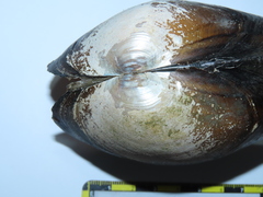 Sinanodonta woodiana