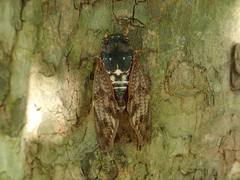 Graptopsaltria nigrofuscata