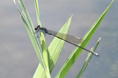Pseudagrion pruinosum