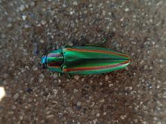 Chrysochroa fulgidissima