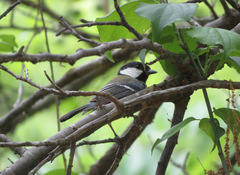 Parus minor