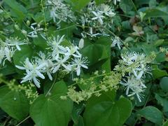 Clematis terniflora