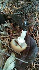 Psathyrella longistriata image