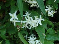 Clematis terniflora