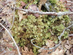 Hylocomium splendens image