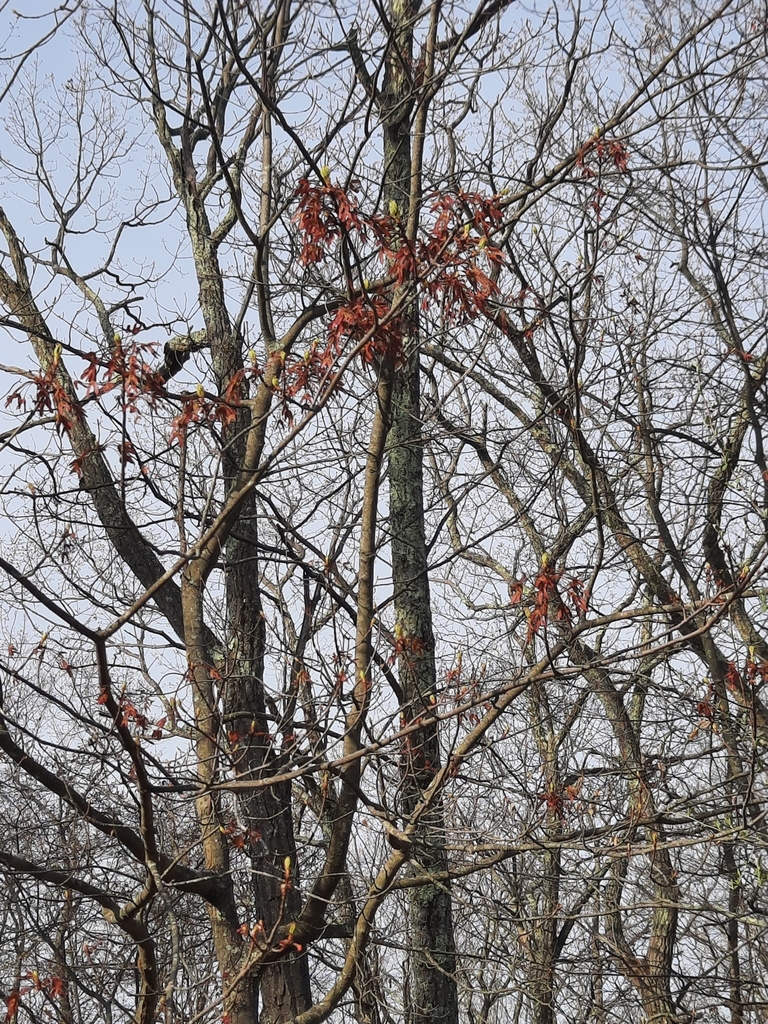 red maple in April 2021 by peakaytea · iNaturalist