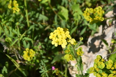 Biscutella cichoriifolia