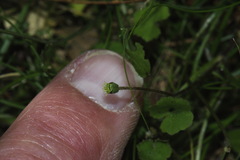Leptinella squalida squalida