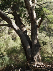 Eucalyptus baueriana thalassina