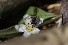 Andrena rufosignata