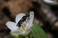 Hemihalictus
