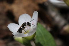 Hemihalictus