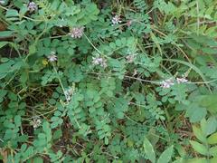 Indigofera pseudotinctoria