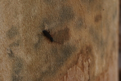 Uleiota