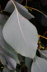 Eucalyptus baueriana thalassina