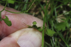 Leptinella squalida squalida