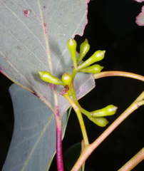 Eucalyptus baueriana thalassina