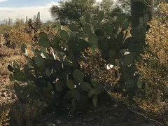 Opuntia engelmannii engelmannii