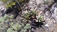 Aloe distans