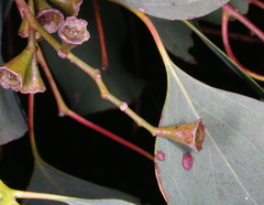 Eucalyptus baueriana thalassina
