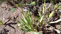 Ferraria parva